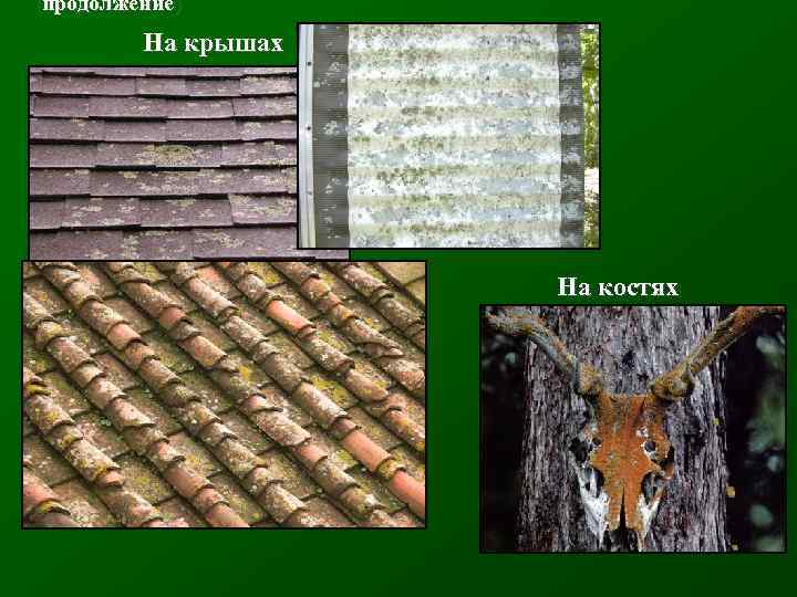 (продолжение) На крышах На костях 