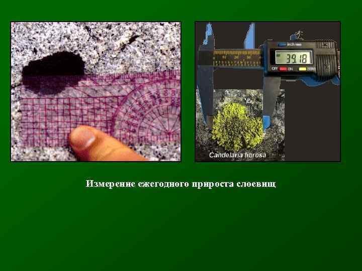 Измерение ежегодного прироста слоевищ 