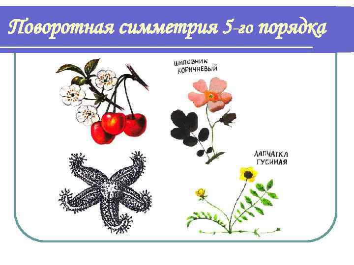 Поворотная симметрия 5 -го порядка 