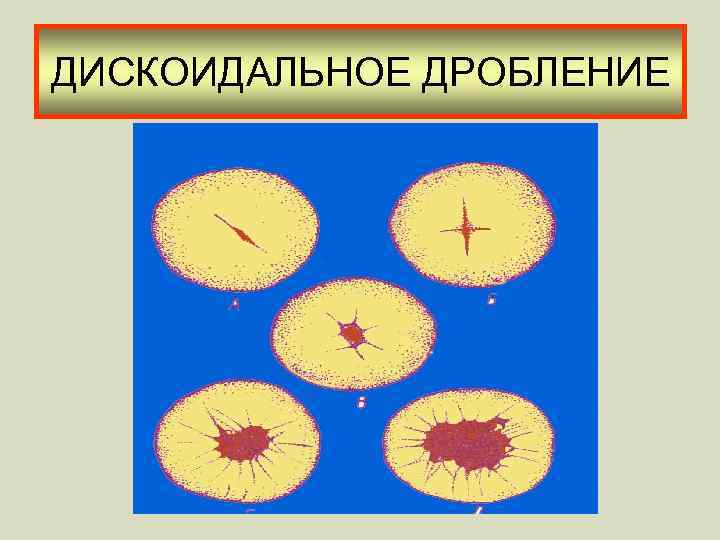 ДИСКОИДАЛЬНОЕ ДРОБЛЕНИЕ 