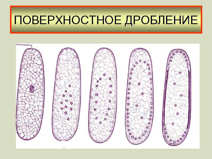 ПОВЕРХНОСТНОЕ ДРОБЛЕНИЕ 