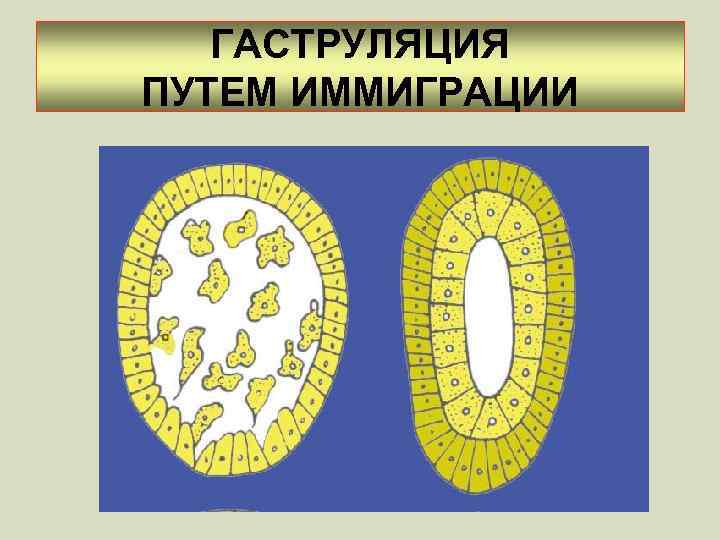 ГАСТРУЛЯЦИЯ ПУТЕМ ИММИГРАЦИИ 