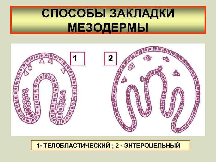 СПОСОБЫ ЗАКЛАДКИ МЕЗОДЕРМЫ 1 2 1 - ТЕЛОБЛАСТИЧЕСКИЙ ; 2 - ЭНТЕРОЦЕЛЬНЫЙ 