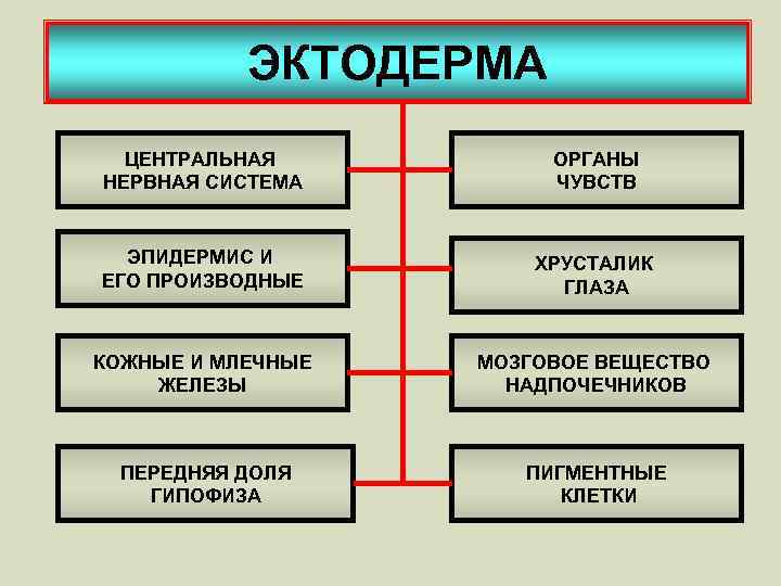 ЭКТОДЕРМА ЦЕНТРАЛЬНАЯ НЕРВНАЯ СИСТЕМА ОРГАНЫ ЧУВСТВ ЭПИДЕРМИС И ЕГО ПРОИЗВОДНЫЕ ХРУСТАЛИК ГЛАЗА КОЖНЫЕ И