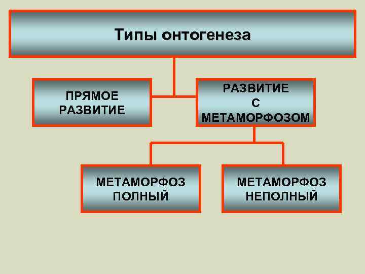 Типы онтогенеза ПРЯМОЕ РАЗВИТИЕ МЕТАМОРФОЗ ПОЛНЫЙ РАЗВИТИЕ С МЕТАМОРФОЗОМ МЕТАМОРФОЗ НЕПОЛНЫЙ 