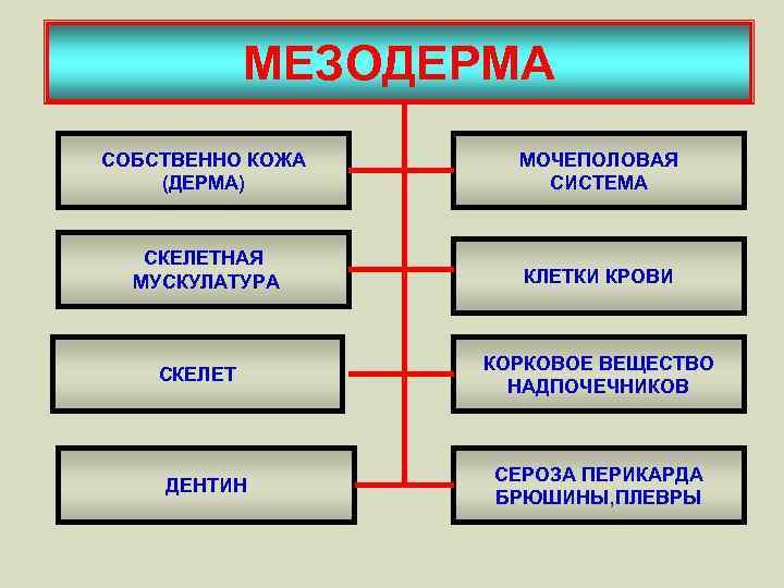 МЕЗОДЕРМА СОБСТВЕННО КОЖА (ДЕРМА) МОЧЕПОЛОВАЯ СИСТЕМА СКЕЛЕТНАЯ МУСКУЛАТУРА КЛЕТКИ КРОВИ СКЕЛЕТ ДЕНТИН КОРКОВОЕ ВЕЩЕСТВО