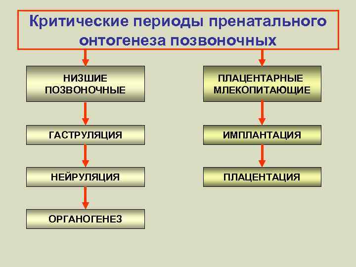 Критические периоды пренатального онтогенеза позвоночных НИЗШИЕ ПОЗВОНОЧНЫЕ ПЛАЦЕНТАРНЫЕ МЛЕКОПИТАЮЩИЕ ГАСТРУЛЯЦИЯ ИМПЛАНТАЦИЯ НЕЙРУЛЯЦИЯ ПЛАЦЕНТАЦИЯ ОРГАНОГЕНЕЗ