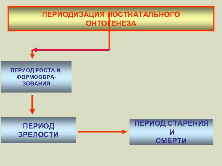 ПЕРИОДИЗАЦИЯ ПОСТНАТАЛЬНОГО ОНТОГЕНЕЗА ПЕРИОД РОСТА И ФОРМООБРАЗОВАНИЯ ПЕРИОД ЗРЕЛОСТИ ПЕРИОД СТАРЕНИЯ И СМЕРТИ 