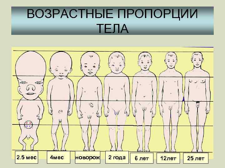 ВОЗРАСТНЫЕ ПРОПОРЦИИ ТЕЛА 2. 5 мес 4 мес новорож 2 года 6 лет 12