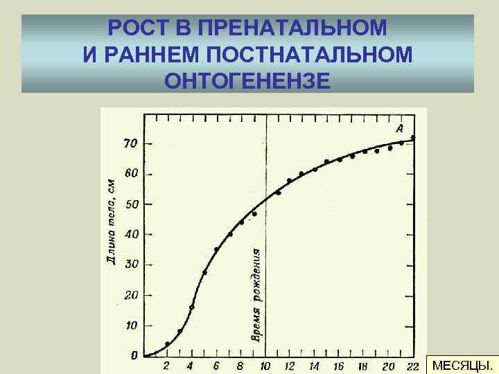 РОСТ В ПРЕНАТАЛЬНОМ И РАННЕМ ПОСТНАТАЛЬНОМ ОНТОГЕНЕНЗЕ МЕСЯЦЫ. 