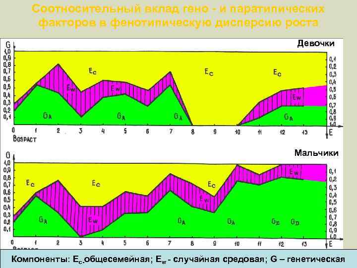 Соотносительный вклад гено - и паратипических факторов в фенотипическую дисперсию роста Девочки Мальчики Компоненты: