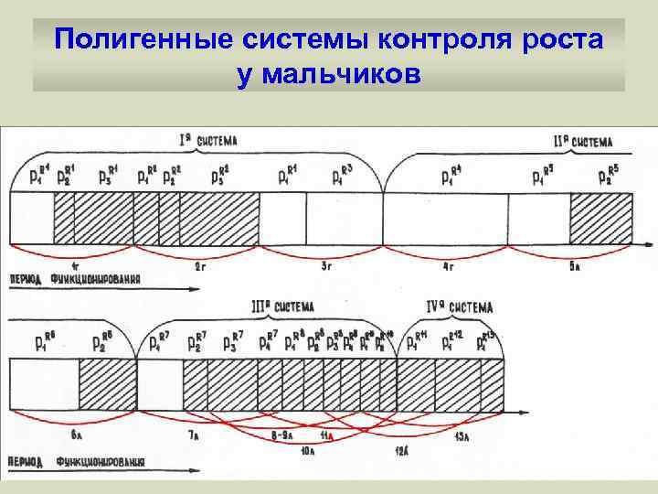 Полигенные системы контроля роста у мальчиков 