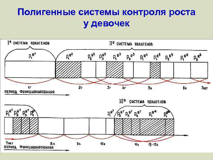 Полигенные системы контроля роста у девочек 