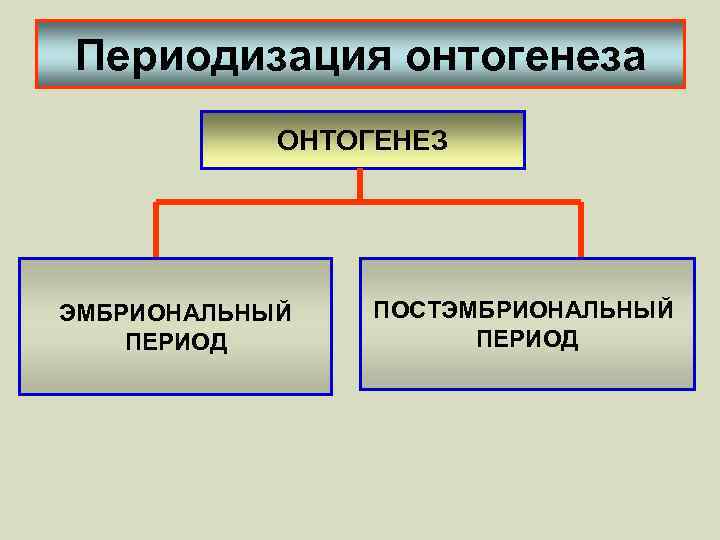 Периодизация онтогенеза ОНТОГЕНЕЗ ЭМБРИОНАЛЬНЫЙ ПЕРИОД ПОСТЭМБРИОНАЛЬНЫЙ ПЕРИОД 