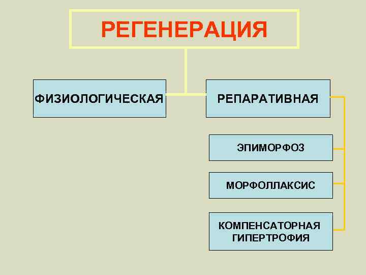 РЕГЕНЕРАЦИЯ ФИЗИОЛОГИЧЕСКАЯ РЕПАРАТИВНАЯ ЭПИМОРФОЗ МОРФОЛЛАКСИС КОМПЕНСАТОРНАЯ ГИПЕРТРОФИЯ 