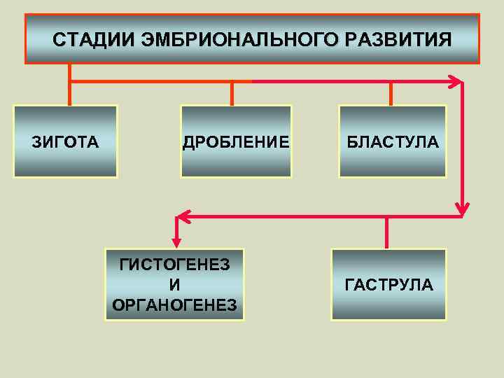 СТАДИИ ЭМБРИОНАЛЬНОГО РАЗВИТИЯ ЗИГОТА ДРОБЛЕНИЕ ГИСТОГЕНЕЗ И ОРГАНОГЕНЕЗ БЛАСТУЛА ГАСТРУЛА 