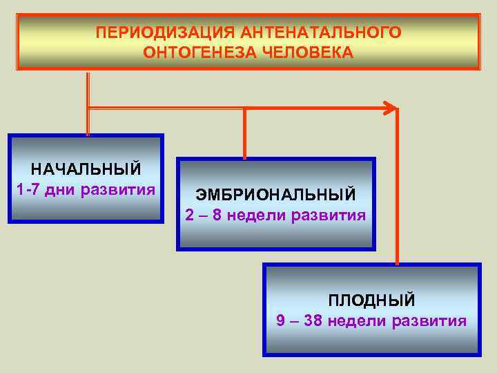ПЕРИОДИЗАЦИЯ АНТЕНАТАЛЬНОГО ОНТОГЕНЕЗА ЧЕЛОВЕКА НАЧАЛЬНЫЙ 1 -7 дни развития ЭМБРИОНАЛЬНЫЙ 2 – 8 недели