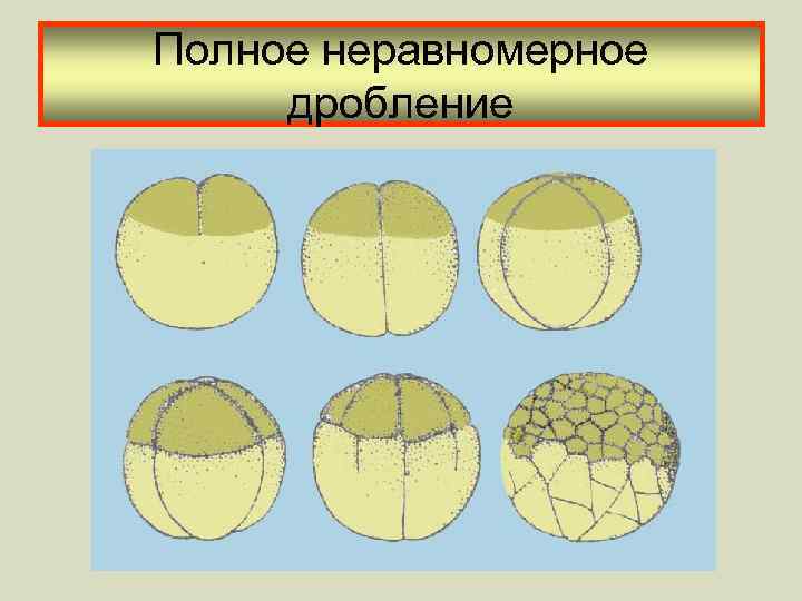 Полное неравномерное дробление 