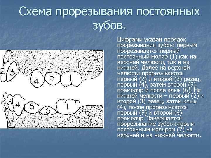 Схема прорезывания постоянных зубов. Цифрами указан порядок прорезывания зубов: первым прорезывается первый постоянный моляр