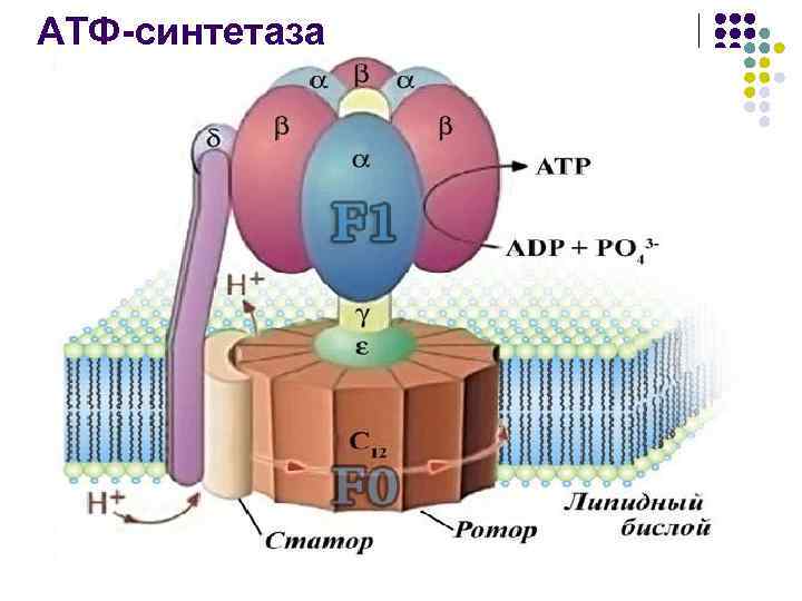 Синтез атф рисунок