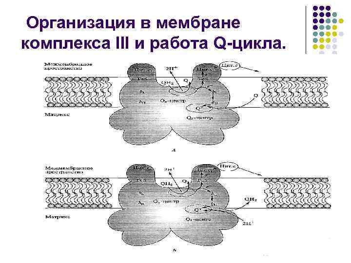 Организация в мембране комплекса III и работа Q-цикла. 