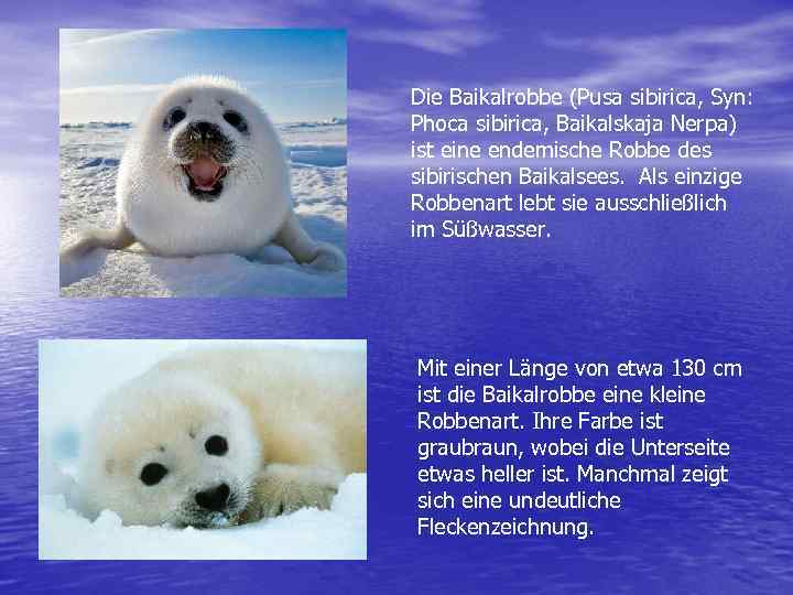 Die Baikalrobbe (Pusa sibirica, Syn: Phoca sibirica, Baikalskaja Nerpa) ist eine endemische Robbe des