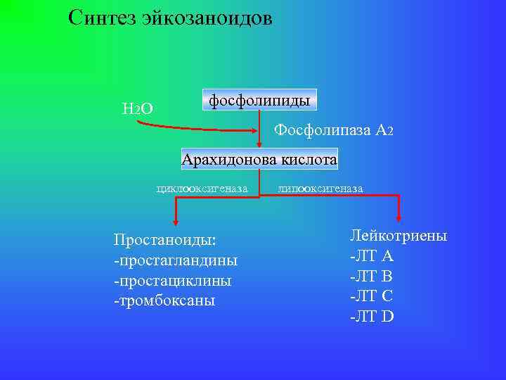 Синтез эйкозаноидов H 2 O фосфолипиды Фосфолипаза А 2 Арахидонова кислота циклооксигеназа Простаноиды: -простагландины