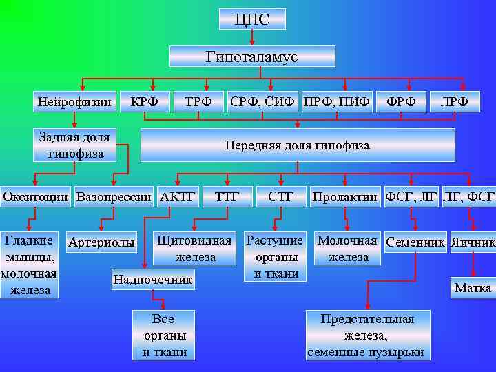 ЦНС Гипоталамус Нейрофизин КРФ ТРФ Задняя доля гипофиза СРФ, СИФ ПРФ, ПИФ ФРФ ЛРФ