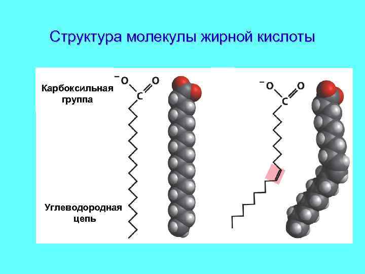 Cтруктура молекулы жирной кислоты Карбоксильная группа Углеводородная цепь 
