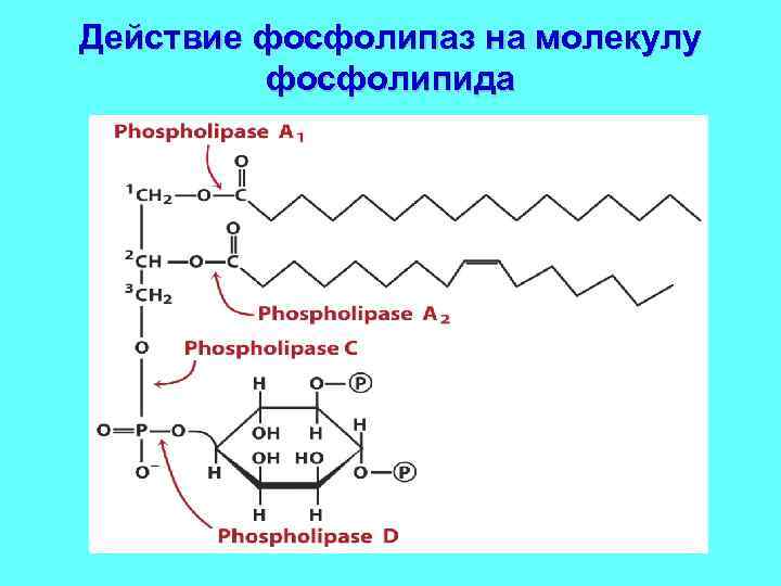 Действие фосфолипаз на молекулу фосфолипида 