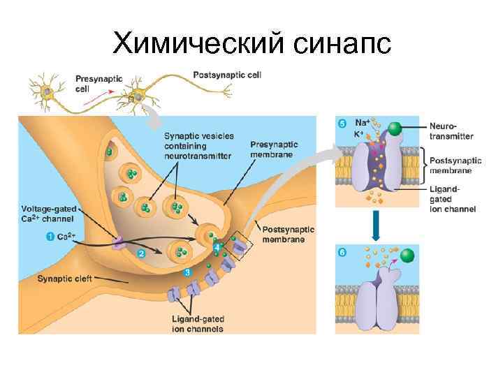 Химический синапс 