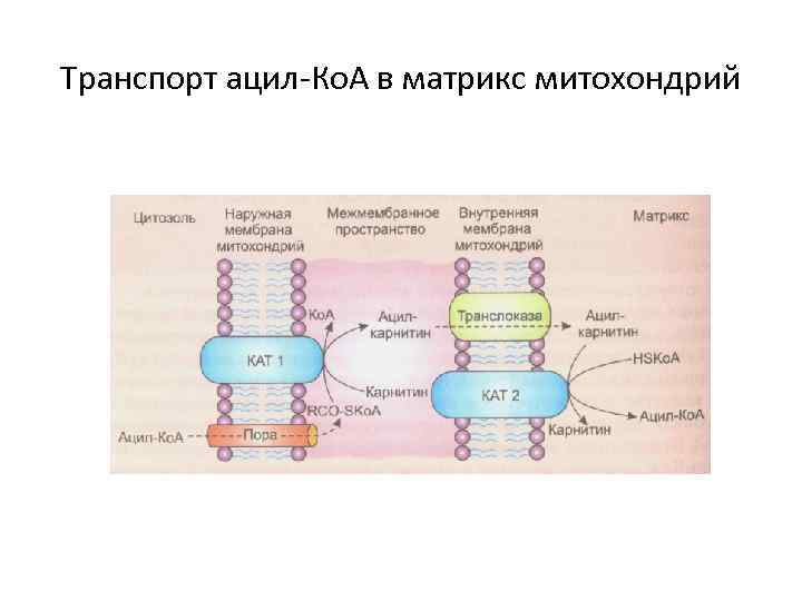 Транспорт ацил-Ко. А в матрикс митохондрий 