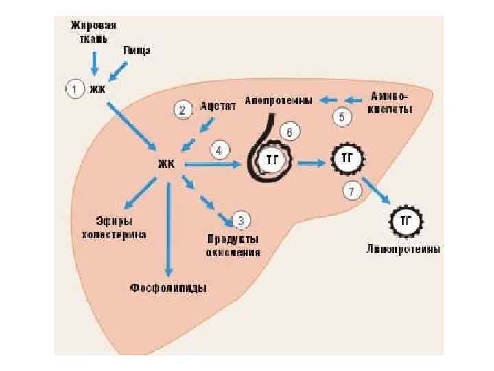 Схема синтеза жирных кислот в печени