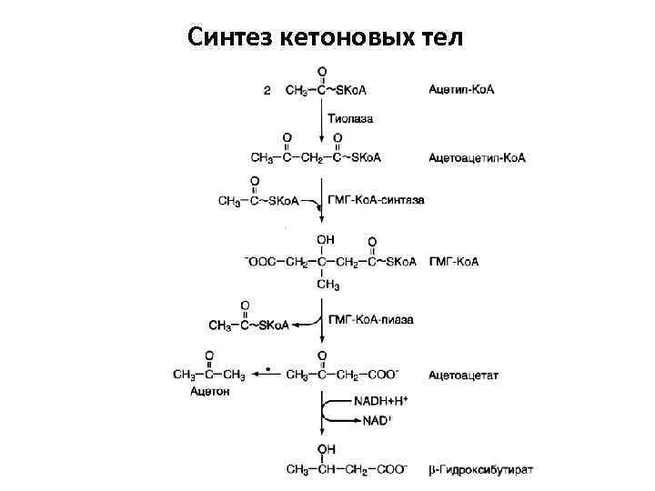 Синтез кетоновых тел 