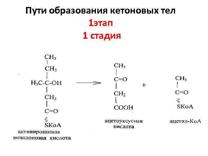 Пути образования кетоновых тел 1 этап 1 стадия 