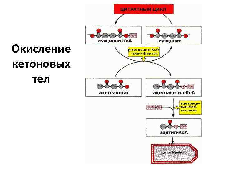 Окисление кетоновых тел 