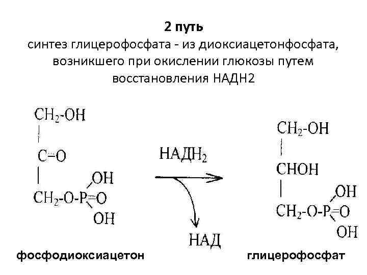 2 путь синтез глицерофосфата - из диоксиацетонфосфата, возникшего при окислении глюкозы путем восстановления НАДН