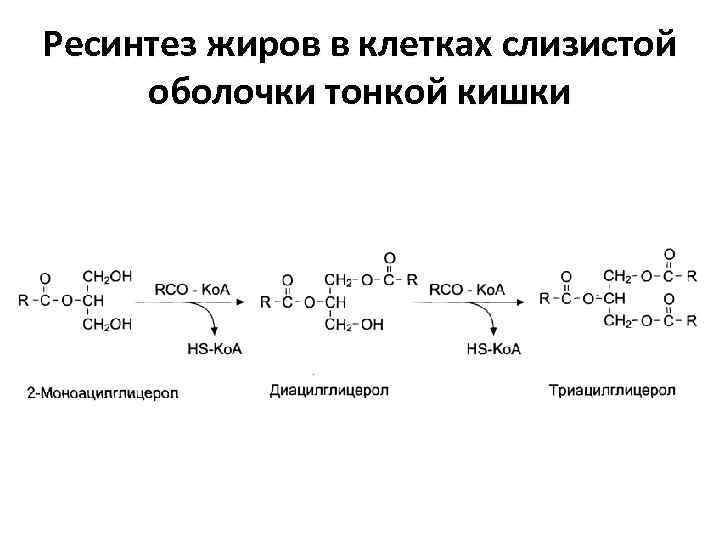 Ресинтез жиров в клетках слизистой оболочки тонкой кишки 