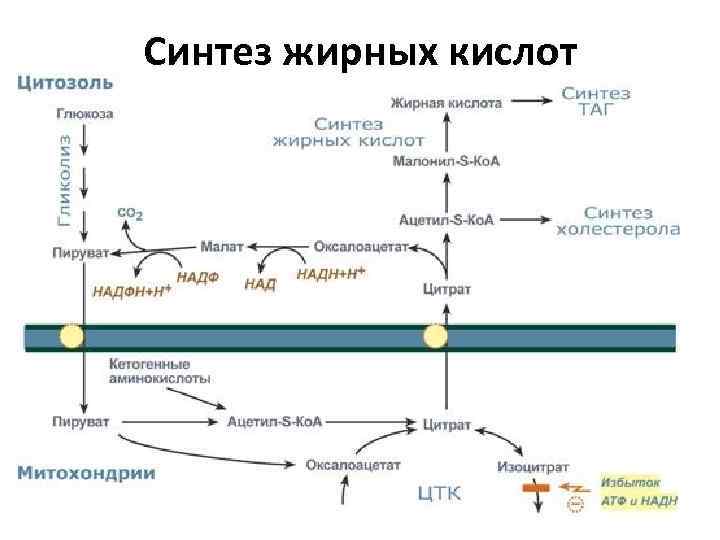 Синтез жирных кислот 