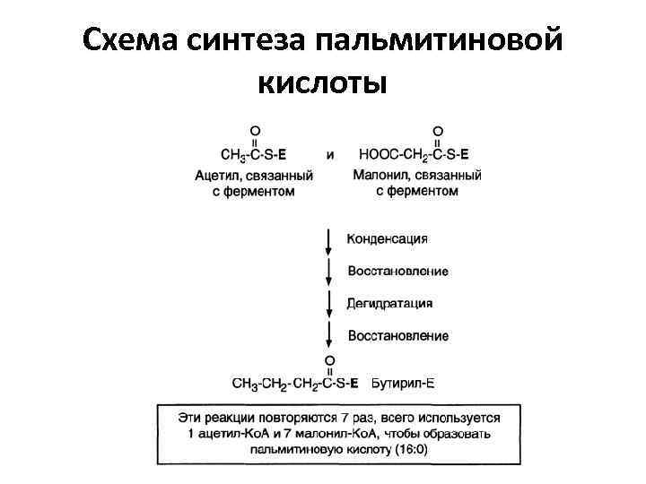 Схема синтеза пальмитиновой кислоты 