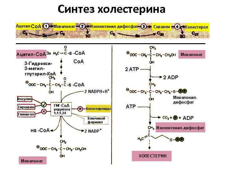 Синтез холестерина 