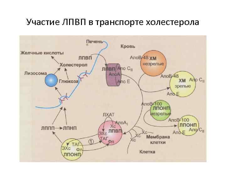 Схема обмена липопротеинов