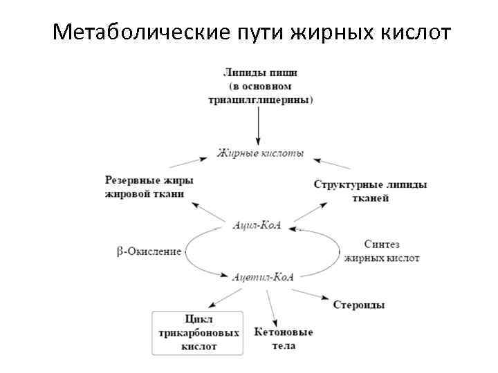 Схема метаболического пути