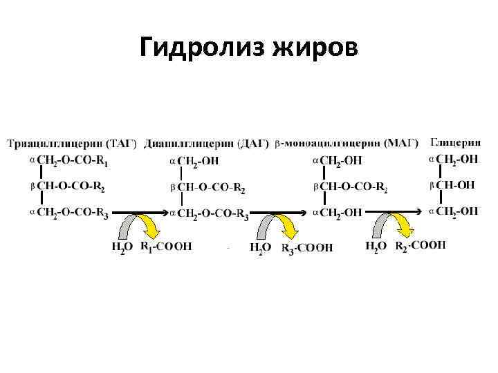 Гидролиз жиров 