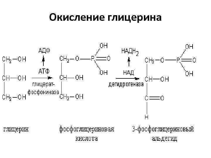 Составить схему участия усиленного перекисного окисления липидов в развитии патологии нейронов