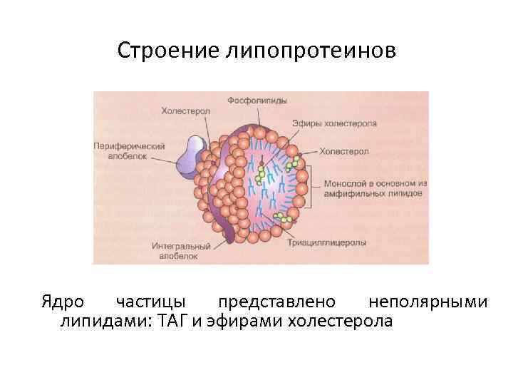 Строение липопротеинов Ядро частицы представлено неполярными липидами: ТАГ и эфирами холестерола 