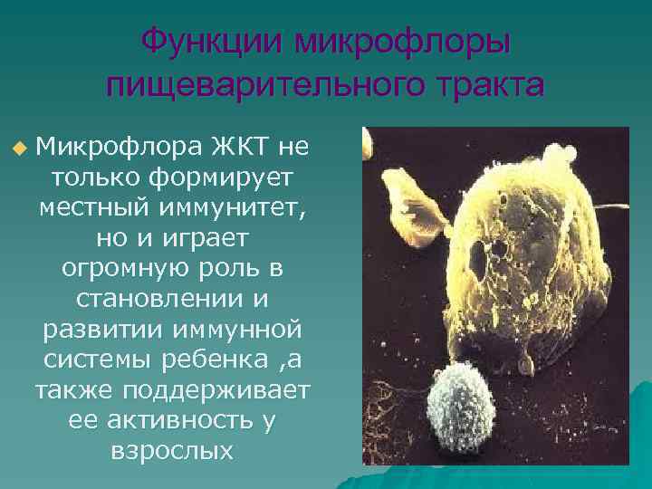 Функции микрофлоры пищеварительного тракта u Микрофлора ЖКТ не только формирует местный иммунитет, но и