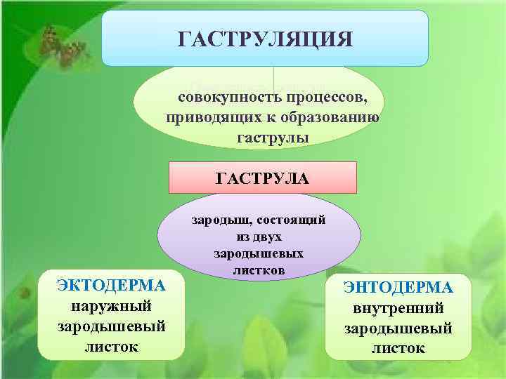ГАСТРУЛЯЦИЯ Совокупность процессов, совокупность процессов, приводящих к образованию гаструлы, называется приводящих к образованию гаструлы