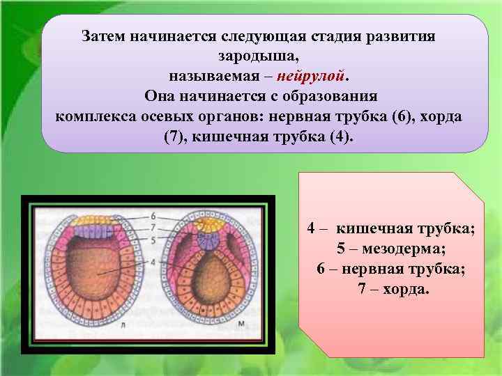 Затем начинается следующая стадия развития зародыша, называемая – нейрулой. Она начинается с образования комплекса