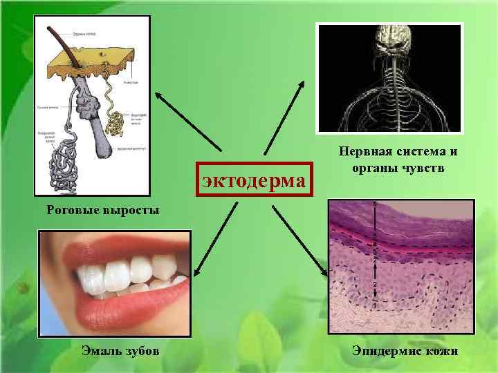 эктодерма Нервная система и органы чувств Роговые выросты Эмаль зубов Эпидермис кожи 